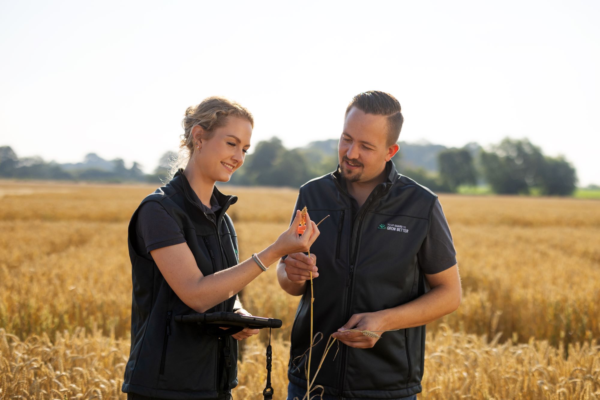 Examination of the ears in current field trials